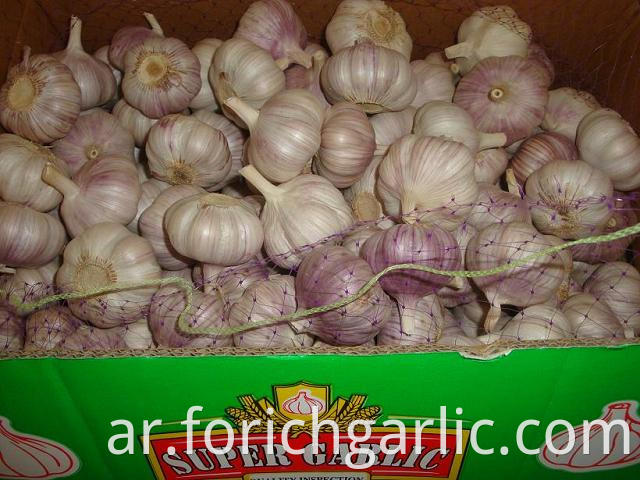 Normal White Garlic